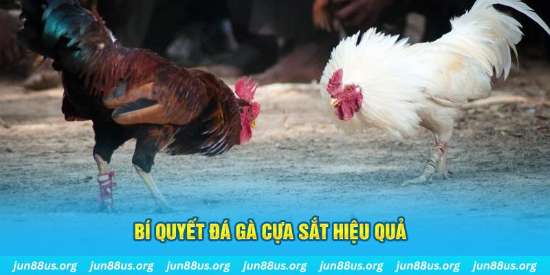ji88 đá gà cựa dao