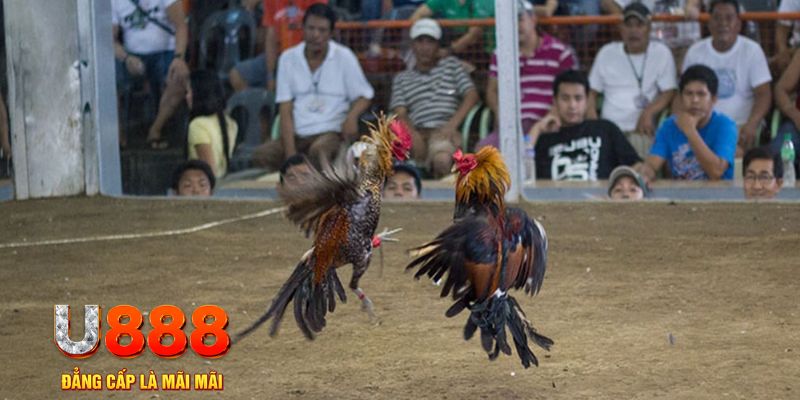ji88 đăng nhập mậu binh online